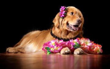 Картинка животные собаки цветы ретривер красавица бусы