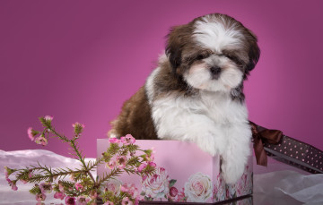 Картинка животные собаки щенок коробка цветы ши-тцу