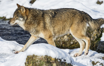 Картинка животные волки +койоты +шакалы река снег красавец хищник волк