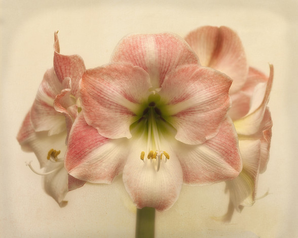 Обои картинки фото amaryllis apple blossom, цветы, амариллисы,  гиппеаструмы, цветок