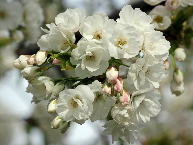 Обои картинки фото цветы, сакура,  вишня, макро, ветка, весна