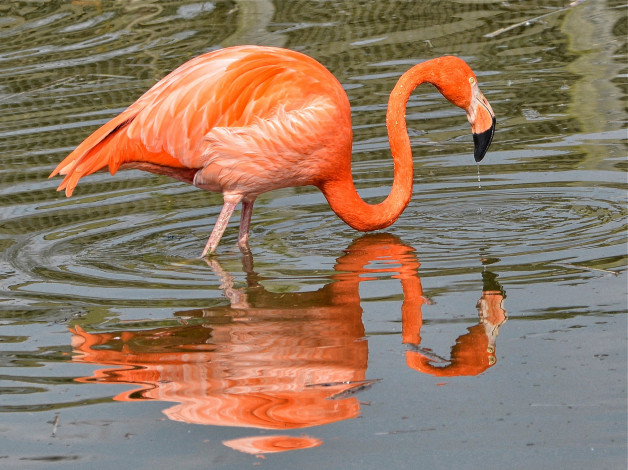 Обои картинки фото животные, фламинго, розовый