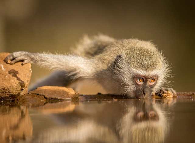 Обои картинки фото животные, обезьяны, южная, африка, зиманга, обезьяна, водопой