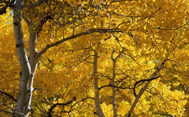 Обои картинки фото природа, деревья, лес, роща, осина, листья, осень
