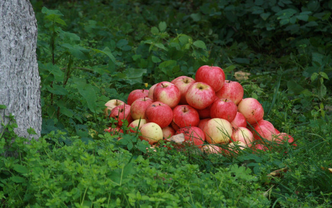 Обои картинки фото еда, Яблоки, лето, штрифель, урожай, сад, яблоня, трава, яблоко, яблоки