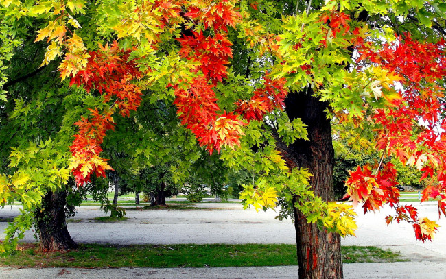 Обои картинки фото природа, парк, дерево, листья, осень