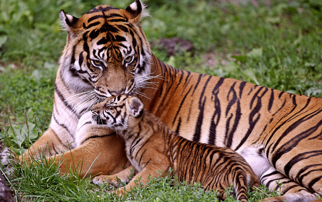 Обои картинки фото тигрица и тигренок, животные, тигры, тигрица, и, тигренок