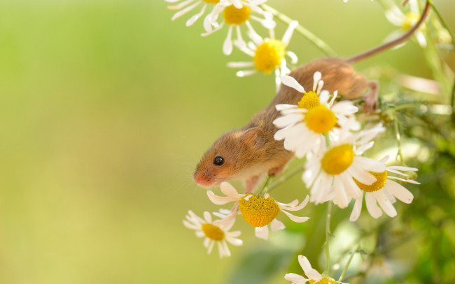 Обои картинки фото животные, крысы,  мыши, природа, лето, harvest, mouse