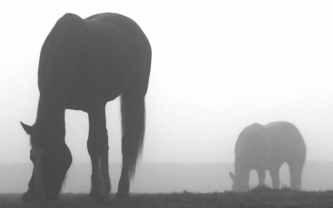 Обои картинки фото животные, лошади, пастбище, туман, утро