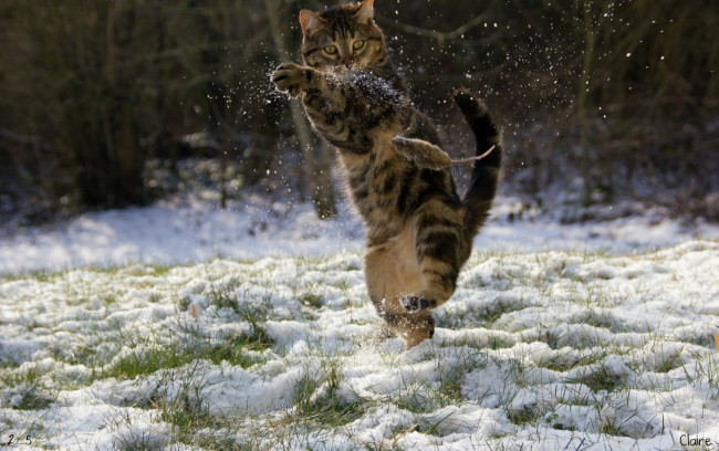 Обои картинки фото животные, коты, снег, кунг-фу, зима, кот, мышка