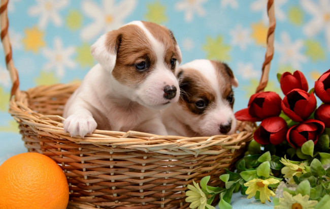 Обои картинки фото животные, собаки, цветы, апельсин, корзина, щенки