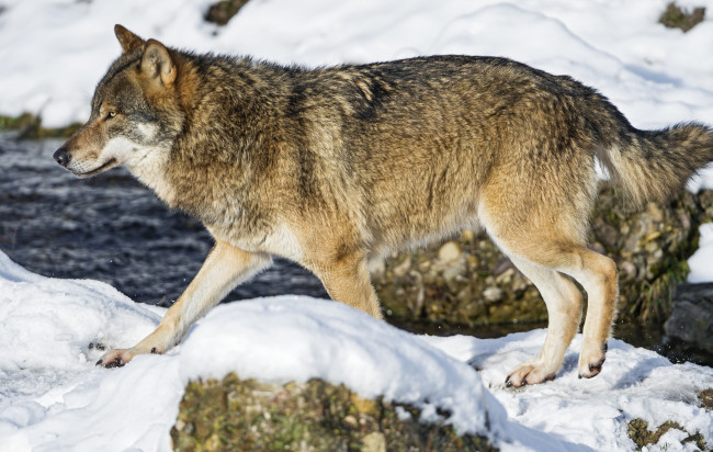 Обои картинки фото животные, волки,  койоты,  шакалы, река, снег, красавец, хищник, волк