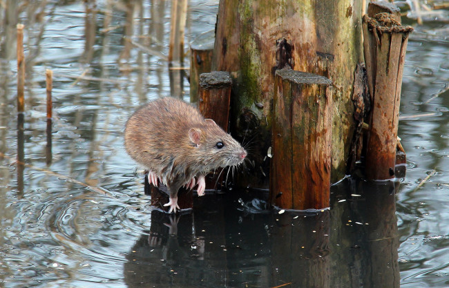 Обои картинки фото животные, крысы,  мыши, лужа, мышь, пень, вода