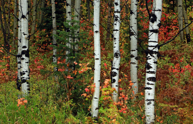 Обои картинки фото природа, лес, роща, деревья, осина, ель, листья, осень