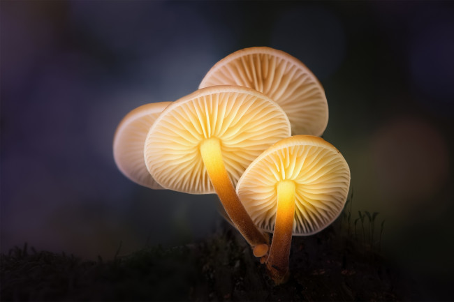 Обои картинки фото природа, грибы, зимний, свет, лес, макро