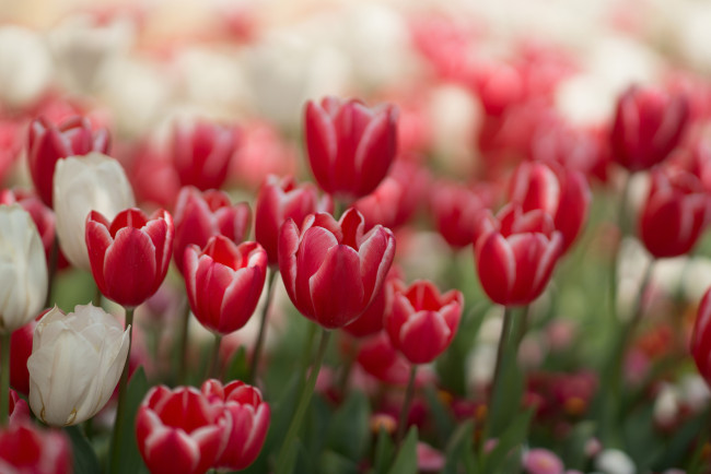 Обои картинки фото цветы, тюльпаны, красные, белые
