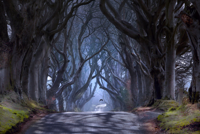 Обои картинки фото природа, дороги, северная, ирландия, графство, антрим, баллимони, дорога, bregagh, road, темная, аллея, деревья, дымка, птица