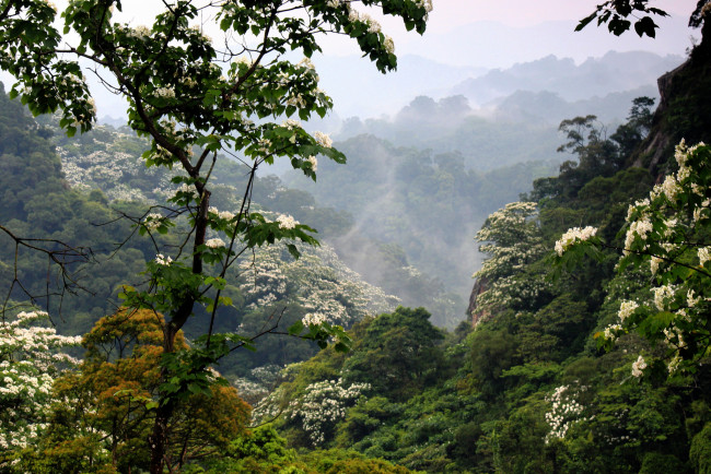 Обои картинки фото природа, горы, цветение, лес, туман