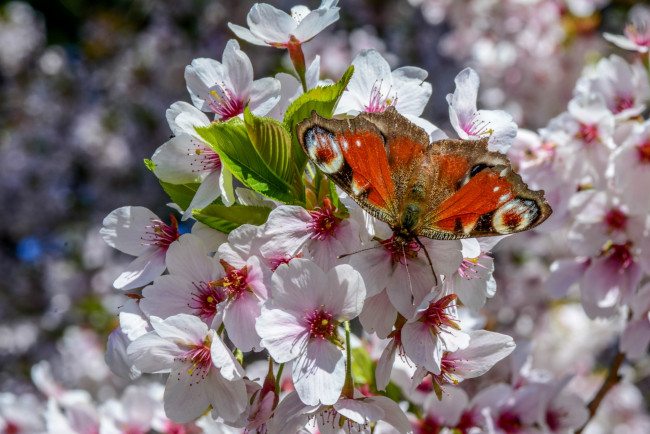 Обои картинки фото животные, бабочки,  мотыльки,  моли, весна, цветение, дерево, бабочка