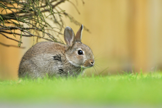 Обои картинки фото животные, кролики,  зайцы, весна, трава, зелень, малыш, зайчонок, заяц