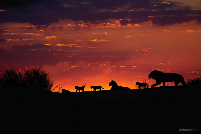 Обои картинки фото животные, львы, африка, калахари, семья, закат, вечер, небо, силуэты