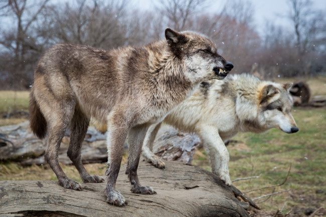 Обои картинки фото животные, волки,  койоты,  шакалы, снег, бревно, поза, клыки, оскал, профиль, хищники, пара