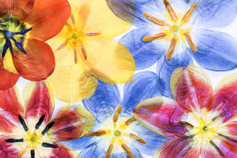 Картинка разное ремесла +поделки +рукоделие лепестки макро гербарий тюльпаны
