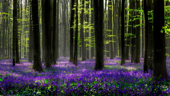 Обои картинки фото природа, лес, цветы