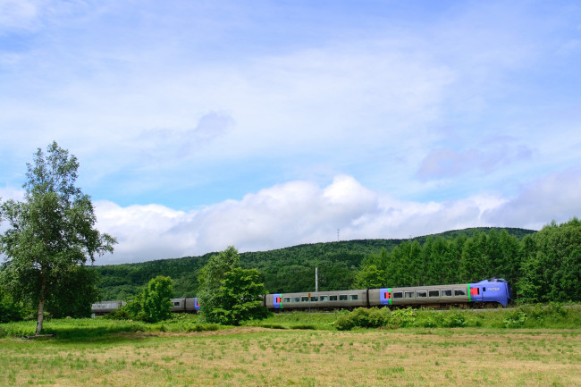 Обои картинки фото техника, поезда, лес, поезд