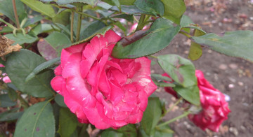 Картинка цветы розы розовая