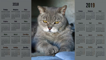 обоя календари, животные, взгляд, кошка