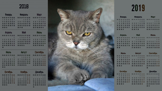 Обои картинки фото календари, животные, взгляд, кошка