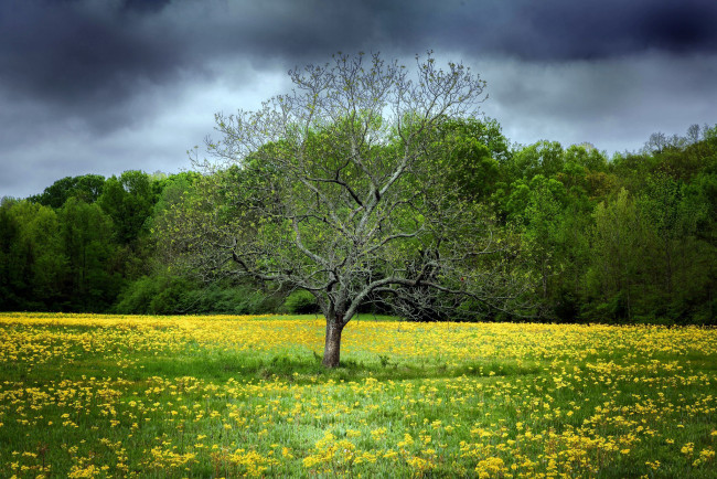 Обои картинки фото природа, луга, луг, весна, дерево, одуванчики