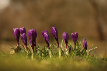 Картинка цветы крокусы первоцветы весна лиловые