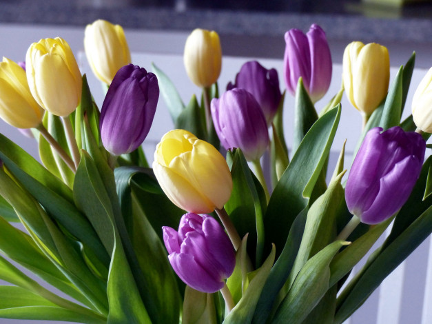 Обои картинки фото цветы, тюльпаны, разноцветные, бутоны