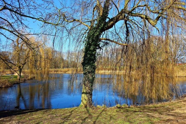 Обои картинки фото природа, реки, озера, река, деревья, весна