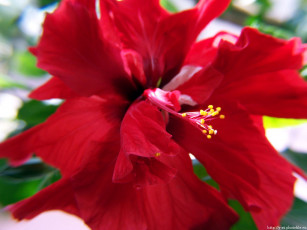 Картинка красный цветок цветы гибискусы