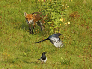 Картинка животные разные вместе куст в засаде охота лиса сороки птицы
