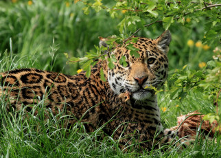 Картинка животные Ягуары кошка обед