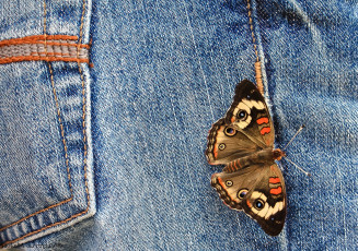Картинка животные бабочки макро джинсы