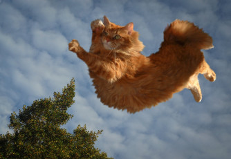 Картинка кошачий паркур животные коты облака