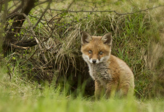 Картинка животные лисы детёныш лисёнок