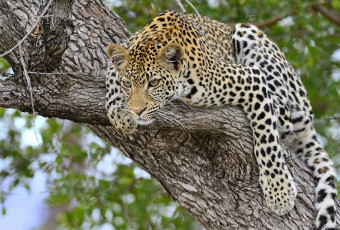 Картинка животные леопарды дерево дикая кошка хищник
