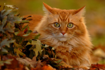 Картинка животные коты взгляд рыжий кот листья