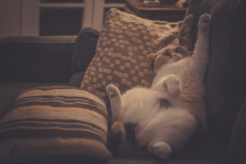 Картинка животные коты подушки котэ расслабон