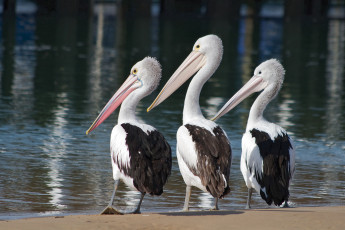 Картинка животные пеликаны птицы троица трио вода