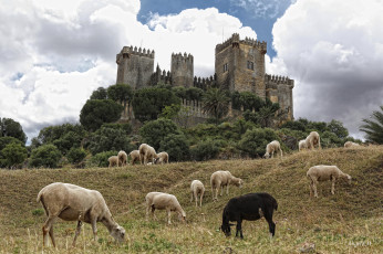 обоя almodovar, castle, c&, 243, rdoba, andalusia, животные, овцы, бараны, замок, альмодовар, испания, андалусия, кордова, spain, cordoba