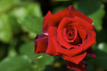 Картинка цветы розы макро бутон