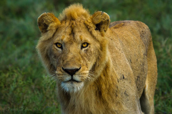 Картинка животные львы взгляд молодой