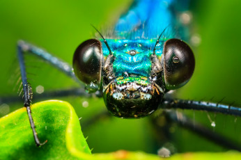 Картинка животные стрекозы макро глаза капли